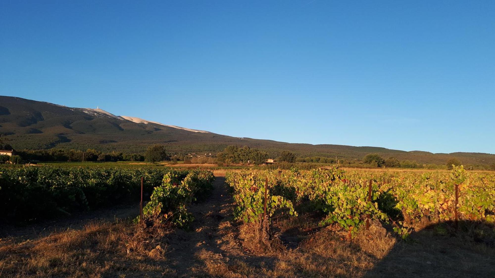 La Carriera, Petite Maison Sud Ventoux, Au Charme Provencal Бедуэн Экстерьер фото